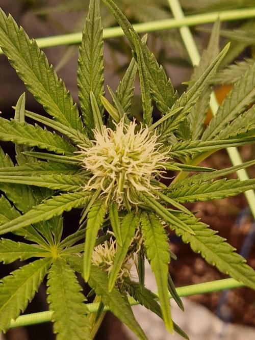 Blucci OG. Week 8 - 11.07.26