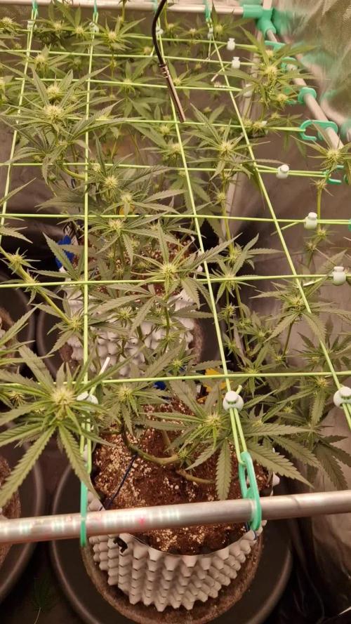 The White Sweet Candy OG One USAGenetics