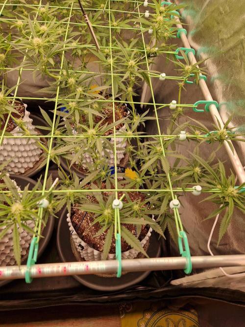 The White Sweet Candy OG One USAGenetics. Week 13 - 11.07.26