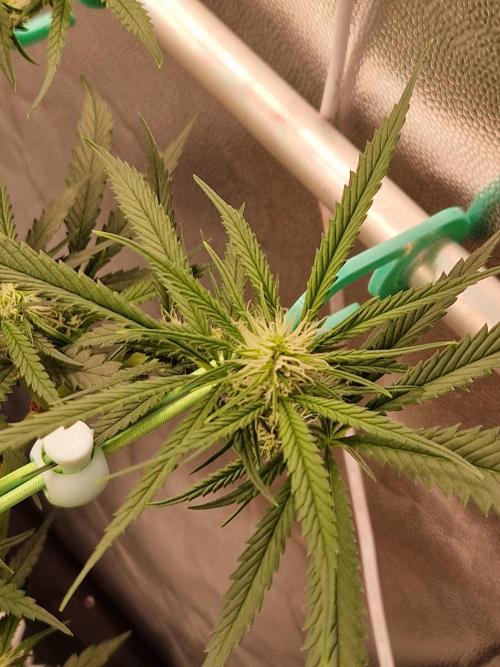 The White Sweet Candy OG One USAGenetics. Week 13 - 11.07.26