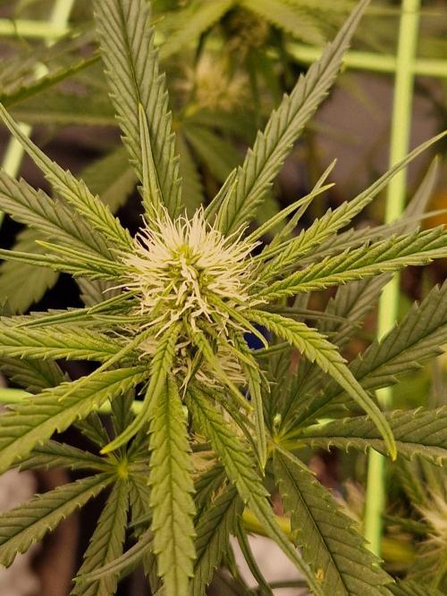 The White Sweet Candy OG One USAGenetics. Week 13 - 11.07.26