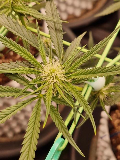 The White Sweet Candy OG One USAGenetics. Week 13 - 11.07.26 