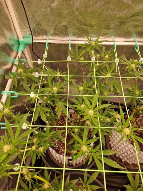 Bluzcotti Vaders Cut (2026). Week 10 - 11.07.26