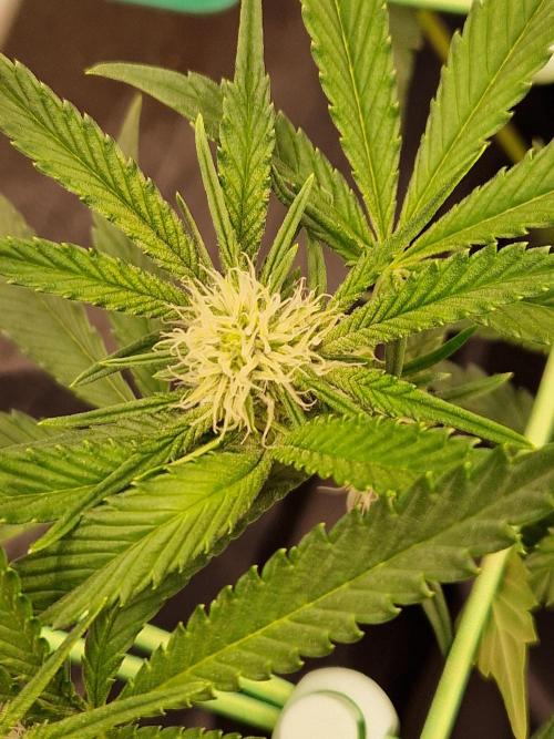 Bluzcotti Vaders Cut (2026). Week 10 - 11.07.26