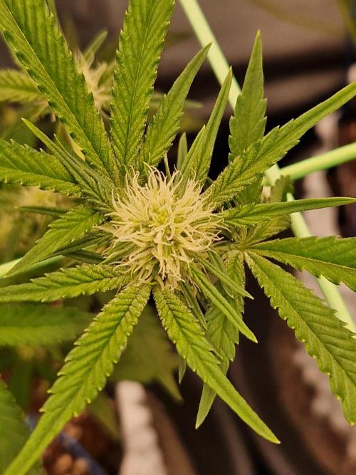 Bluzcotti Vaders Cut (2026). Week 10 - 11.07.26