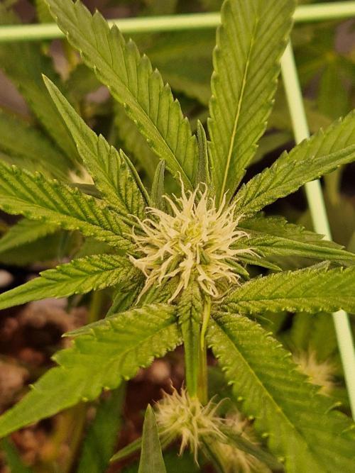 Bluzcotti Vaders Cut (2026). Week 10 - 11.07.26 