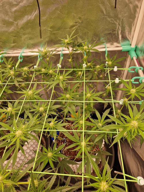 Permanent Melons (2026). Week 11 - 11.07.26 