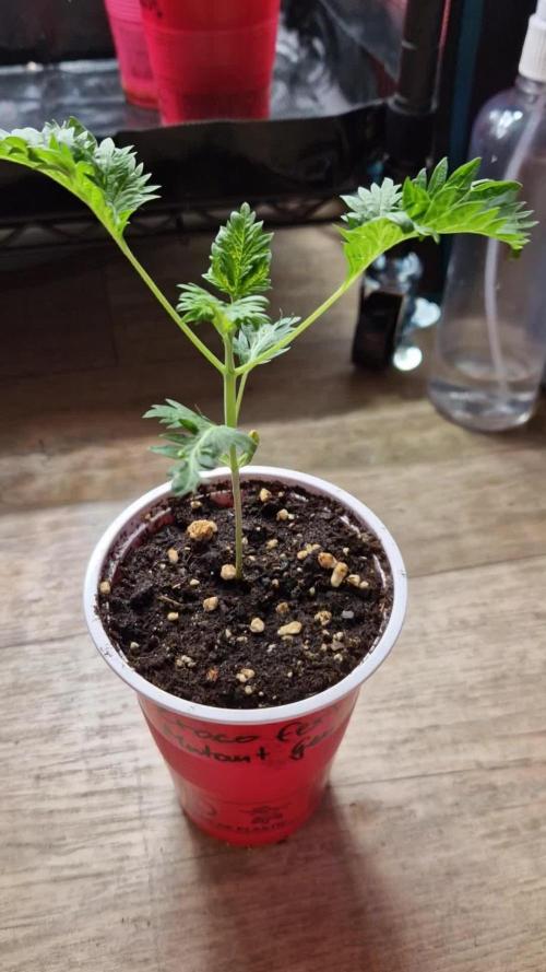 Mentha de Croco Fern Type Pheno #1