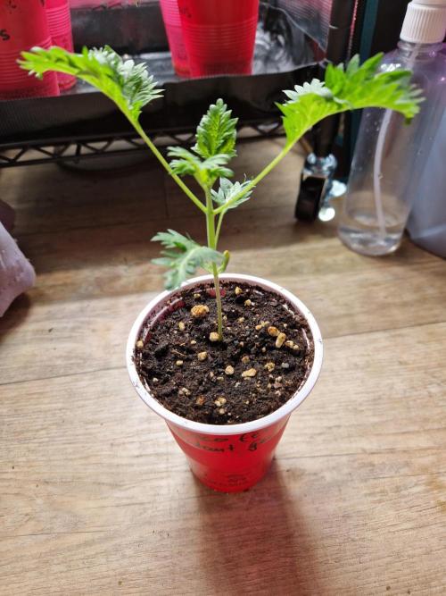 Mentha de Croco Fern Type Pheno #1. Week 3 - 17.07.26 