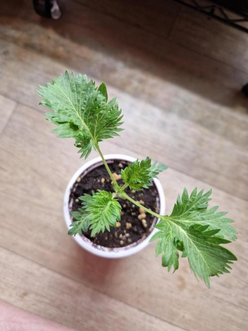 Mentha de Croco Fern Type Pheno #1. Week 3 - 17.07.26 