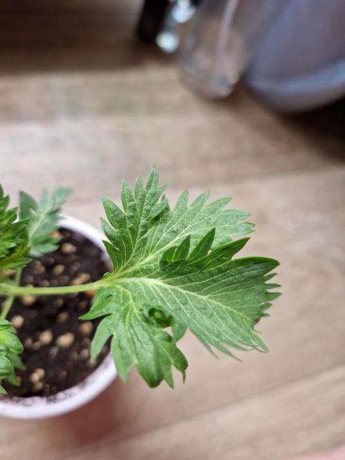 Mentha de Croco Fern Type Pheno #1. Week 3 - 17.07.26 