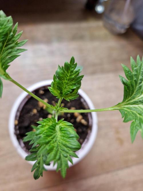 Mentha de Croco Fern Type Pheno #1. Week 3 - 17.07.26 