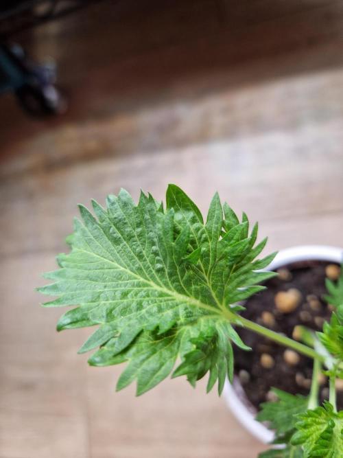 Mentha de Croco Fern Type Pheno #1. Week 3 - 17.07.26 