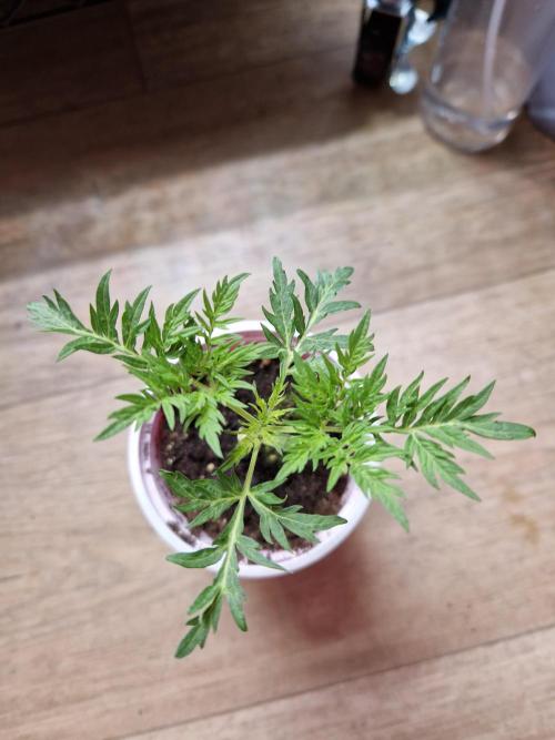 Mentha de Croco Fern Type Pheno #1. Week 3 - Pheno 2 

17.07.26 
