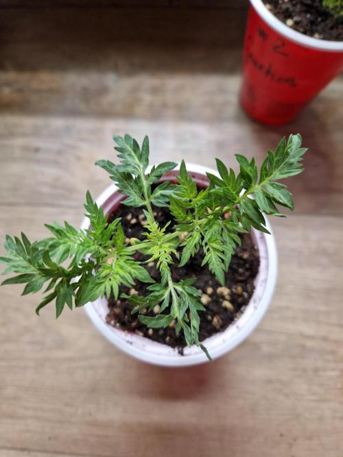 Mentha de Croco Fern Type Pheno #1. Week 3 - Pheno 3 

17.07.26 