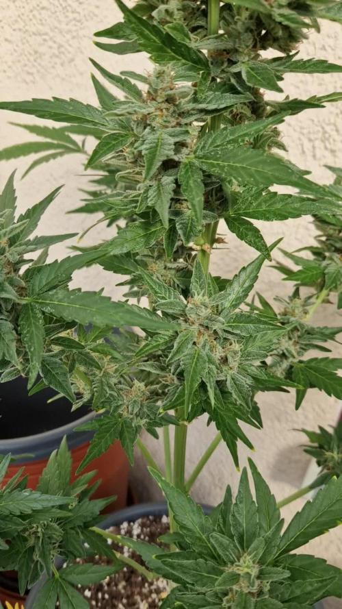 Super Lemon Haze Auto