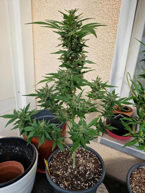 Super Lemon Haze Auto. Week 11 - 18.07.26 