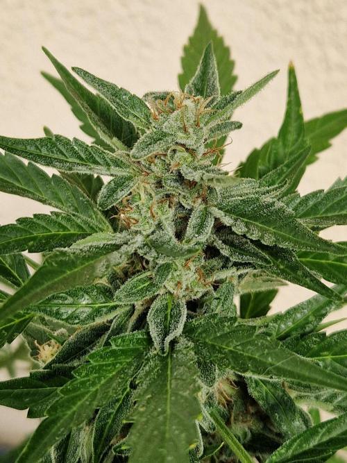Super Lemon Haze Auto. Week 11 - 18.07.26 