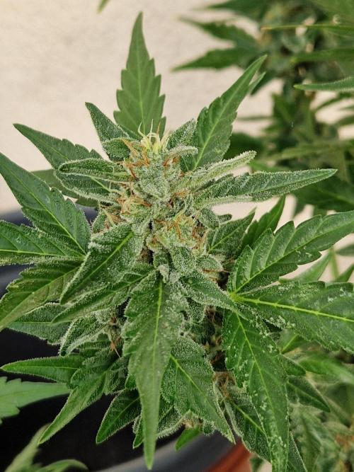 Super Lemon Haze Auto. Week 11 - 18.07.26 
