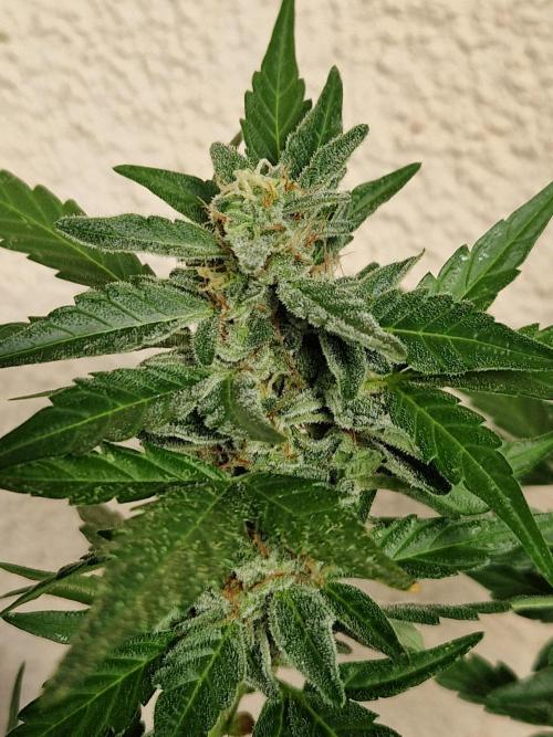 Super Lemon Haze Auto. Week 11 - 18.07.26 