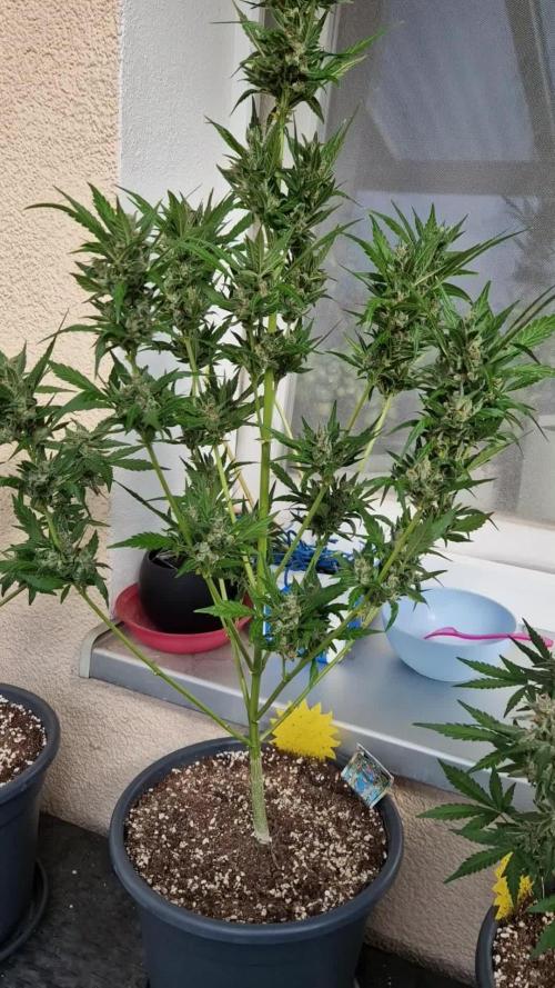 Pineapple Slush XL Auto
