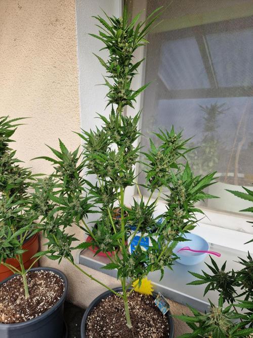 Pineapple Slush XL Auto. Week 11 - 18.07.26 