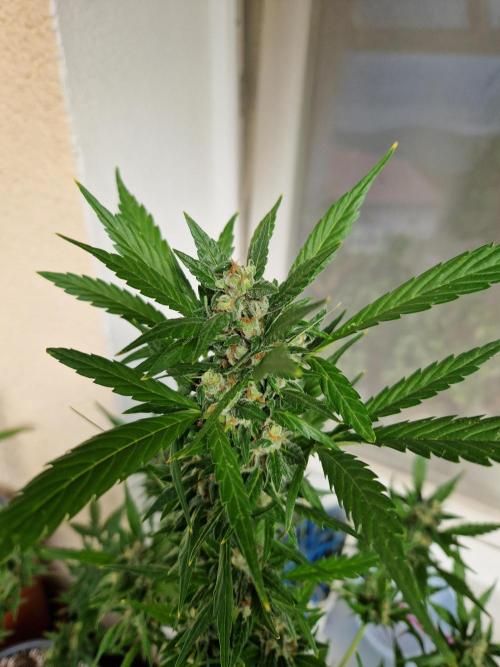 Pineapple Slush XL Auto. Week 11 - 18.07.26 