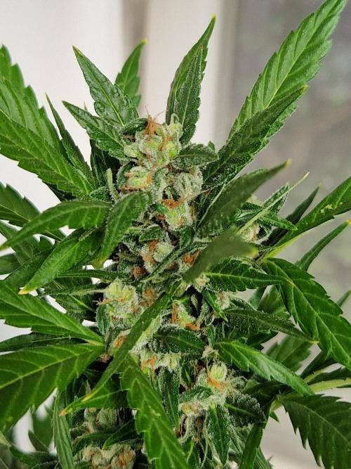 Pineapple Slush XL Auto. Week 11 - 18.07.26 