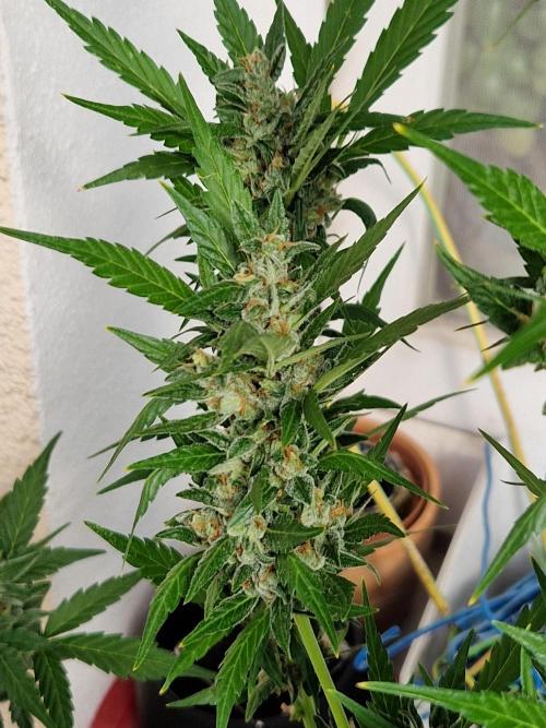 Pineapple Slush XL Auto. Week 11 - 18.07.26 