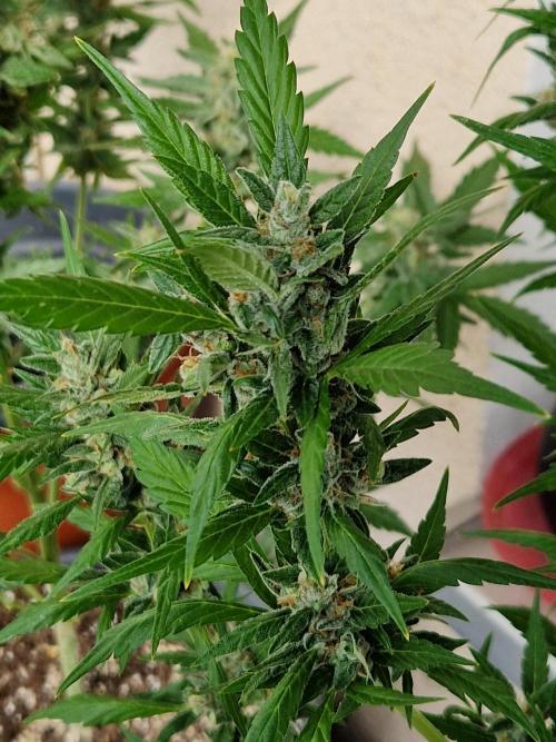 Pineapple Slush XL Auto. Week 11 - 18.07.26 