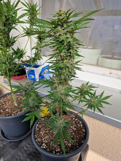 Chemical Candy Auto. Week 11 - 18.07.26 