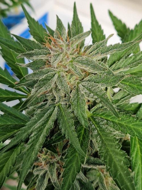 Chemical Candy Auto. Week 11 - 18.07.26 