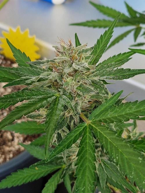 Chemical Candy Auto. Week 11 - 18.07.26 