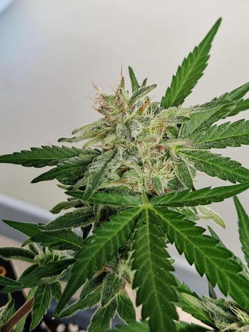 Chemical Candy Auto. Week 11 - 18.07.26 