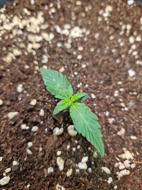 Deep Jealousy Auto. Week 1