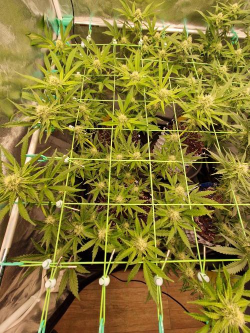 Blucci OG. Week 9 - 19.07.26 