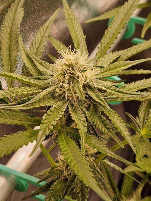 Blucci OG. Week 9 - 19.07.26 