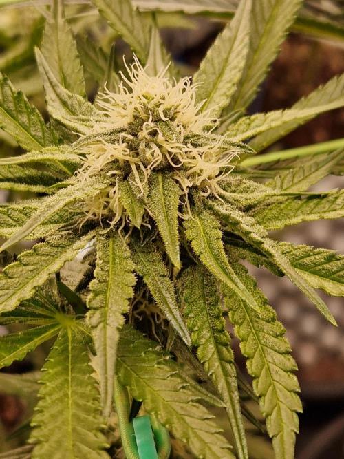 Blucci OG. Week 9 - 19.07.26 