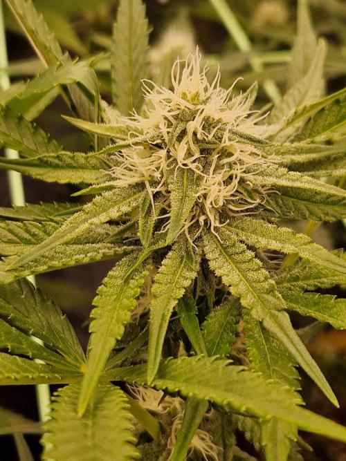 Blucci OG. Week 9 - 19.07.26 