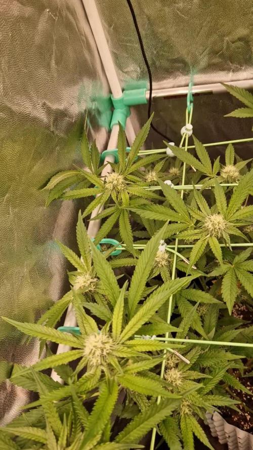 Bluzcotti Vaders Cut (2026)