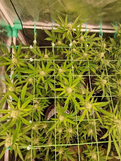 Bluzcotti Vaders Cut (2026). Week 11 - 19.07.26 