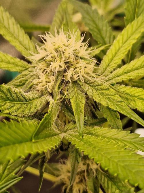 Bluzcotti Vaders Cut (2026). Week 11 - 19.07.26 