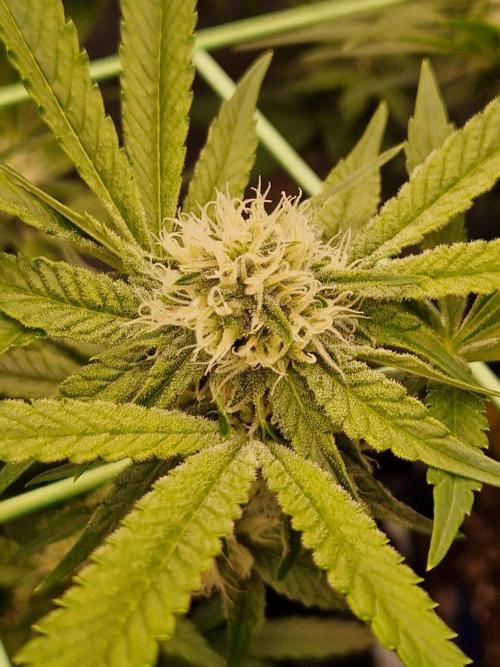 Bluzcotti Vaders Cut (2026). Week 11 - 19.07.26 