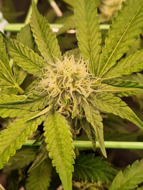 Bluzcotti Vaders Cut (2026). Week 11 - 19.07.26