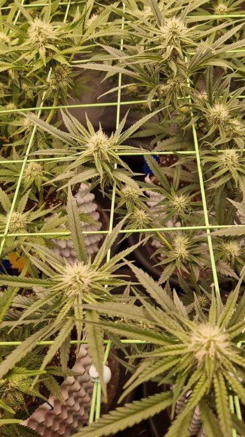 The White Sweet Candy OG One USAGenetics