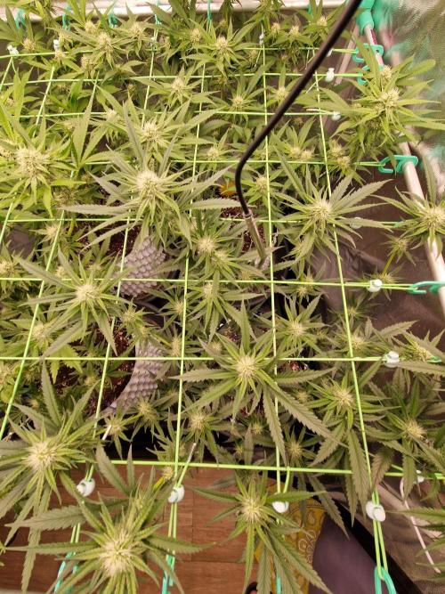 The White Sweet Candy OG One USAGenetics. Week 14 - 19.07.26 