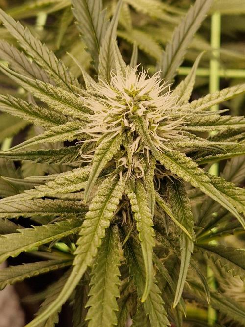 The White Sweet Candy OG One USAGenetics. Week 14 - 19.07.26 