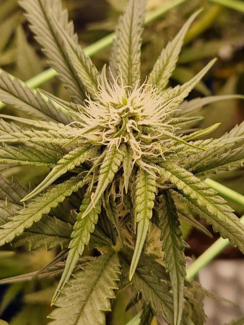 The White Sweet Candy OG One USAGenetics. Week 14 - 19.07.26 