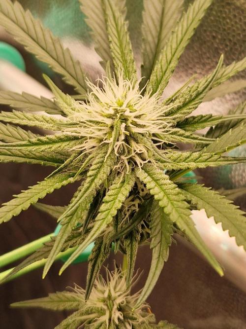 The White Sweet Candy OG One USAGenetics. Week 14 - 19.07.26 