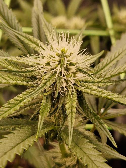 The White Sweet Candy OG One USAGenetics. Week 14 - 19.07.26 